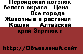 Персидский котенок белого окраса › Цена ­ 35 000 - Все города Животные и растения » Кошки   . Алтайский край,Заринск г.